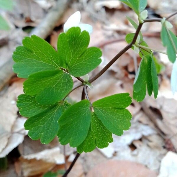 Isopyrum thalictroides 葉