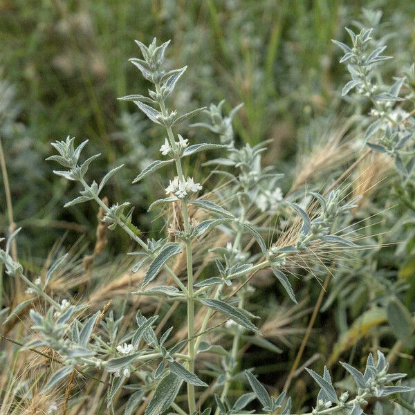 Marrubium peregrinum Habit