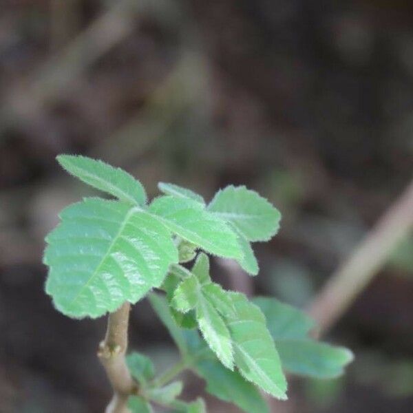 Allophylus rubifolius Folla