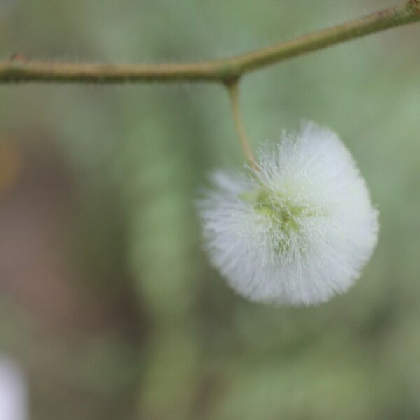 Acaciella villosa Fruit