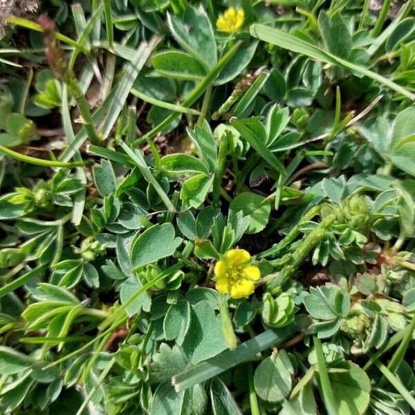 Sibbaldia procumbens Lorea