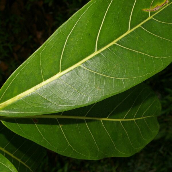 Ficus obtusifolia Листок