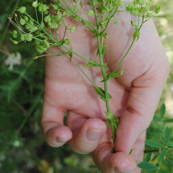 Lepidium draba ফল