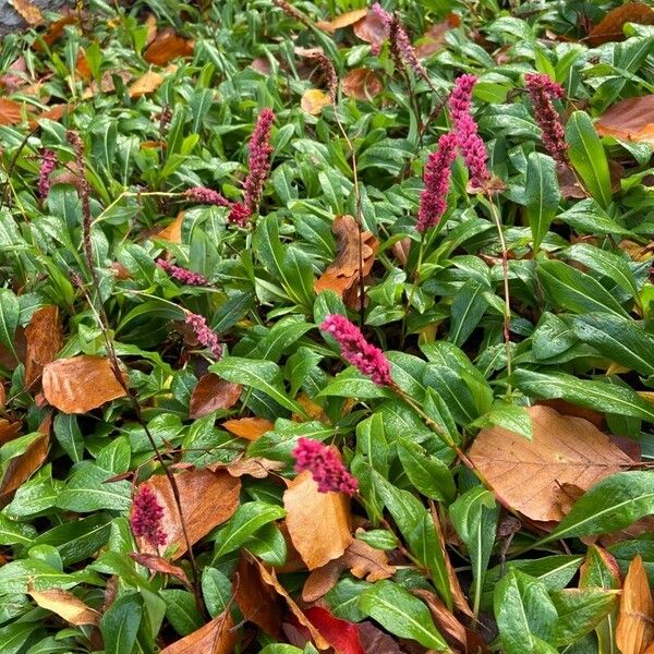 Persicaria orientalis Blatt