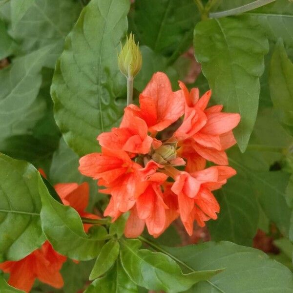 Crossandra infundibuliformis Flower