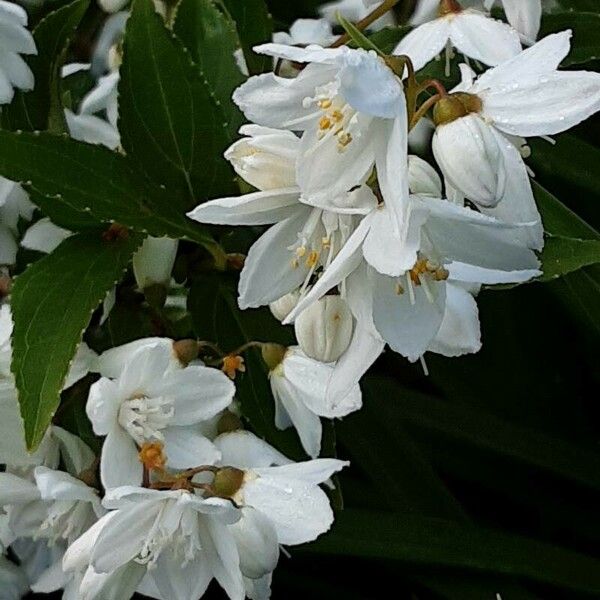 Deutzia gracilis Flower