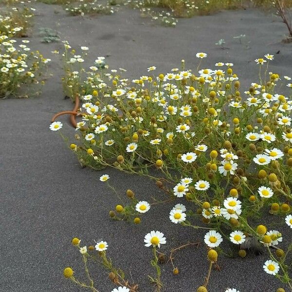 Tripleurospermum maritimum Floro