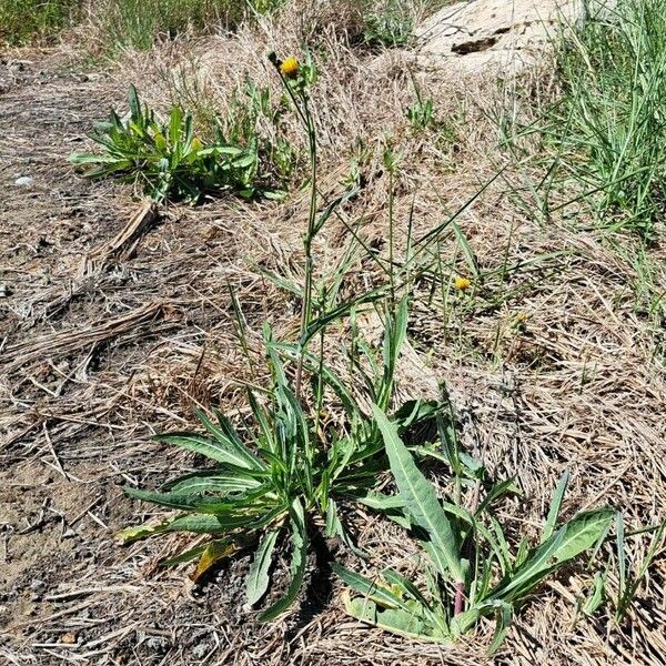 Sonchus maritimus 形態