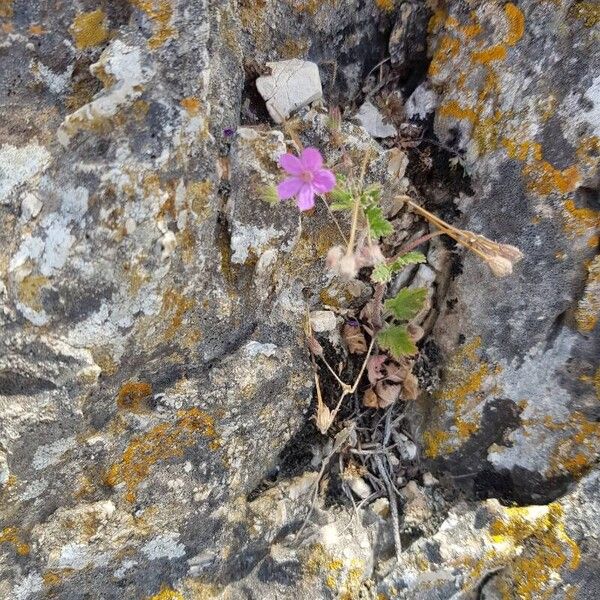 Erodium aethiopicum फूल