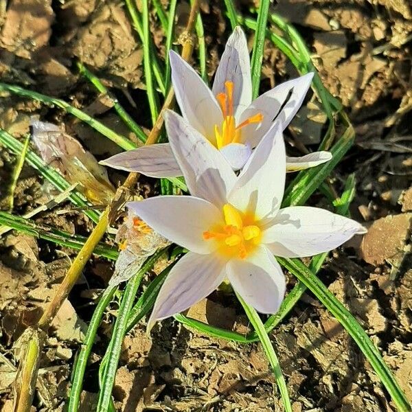 Crocus biflorus Blomma