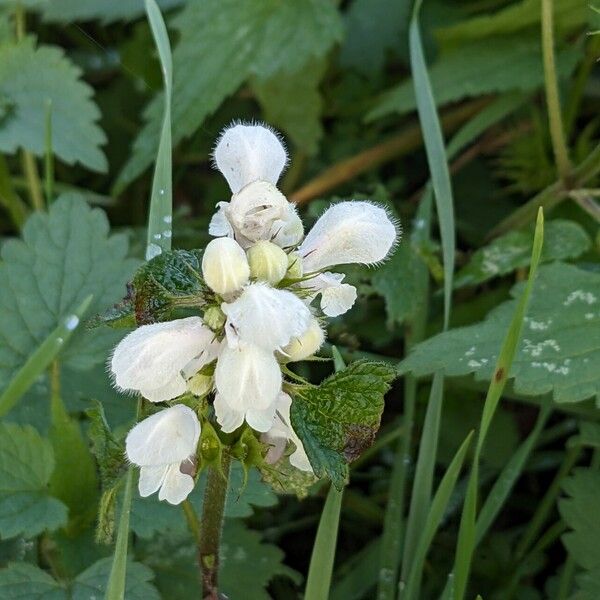 Lamium album Floro