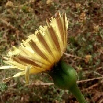 Urospermum dalechampii Flor