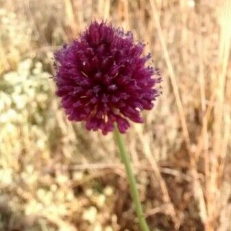 Allium sphaerocephalon फूल