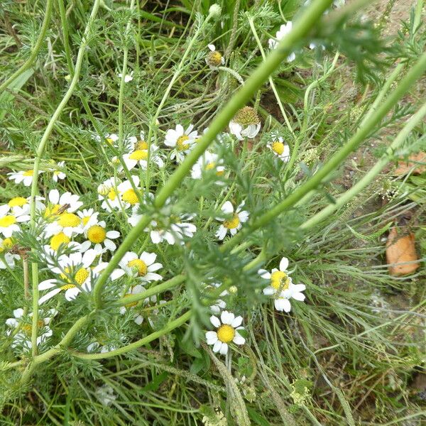 Anacyclus clavatus Habit