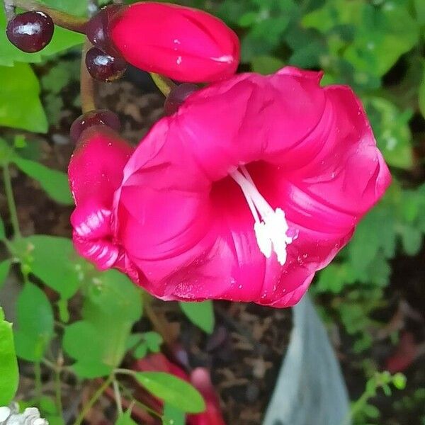 Ipomoea hederifolia Blomma