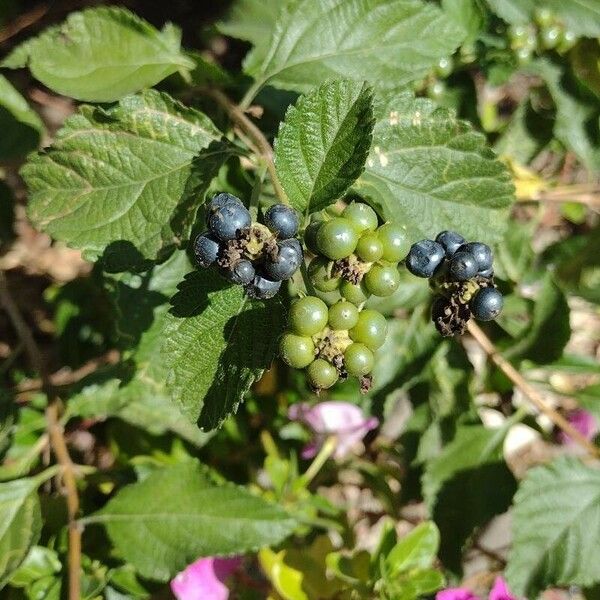 Lantana viburnoides Φρούτο