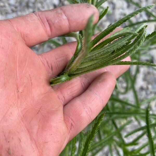 Achillea alpina ഇല