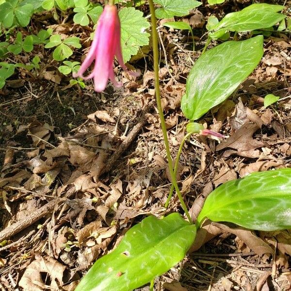 Erythronium revolutum Flor