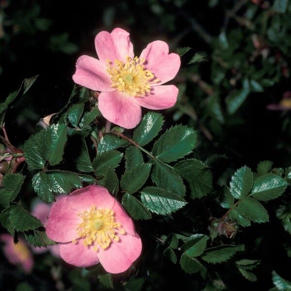 Rosa serafinii Bloem