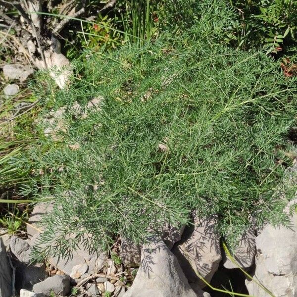 Ferula glauca Leaf