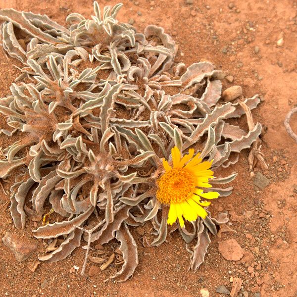 Asteriscus graveolens Virág