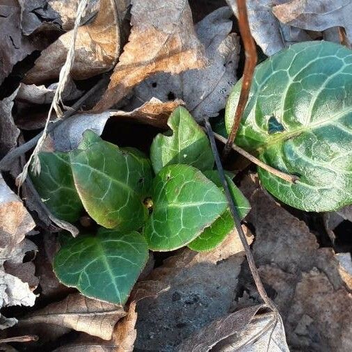 Pyrola picta Leaf