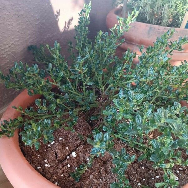 Ceanothus thyrsiflorus Leaf