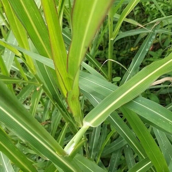 Sorghum halepense Blatt