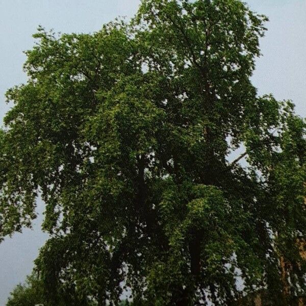 Betula nigra Vekstform