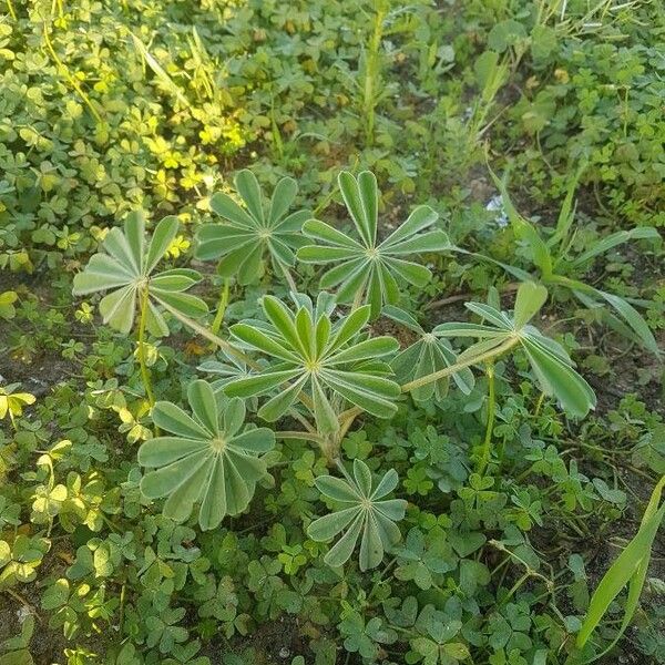 Lupinus cosentinii Лист