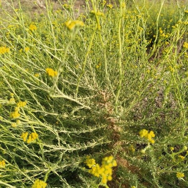 Tanacetum annuum on sale