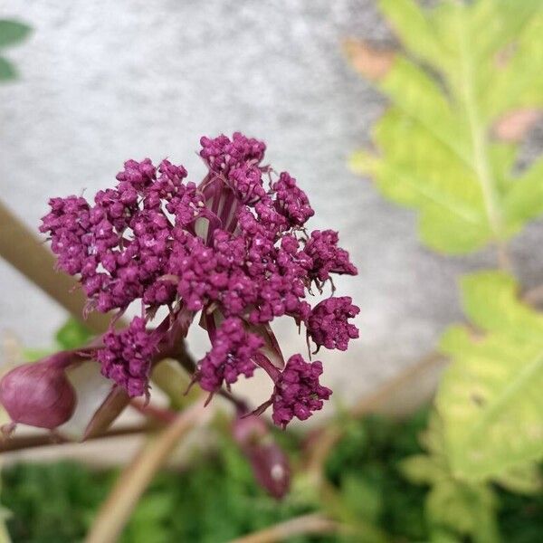 Angelica archangelica Květ