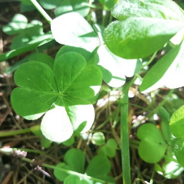 Oxalis violacea List