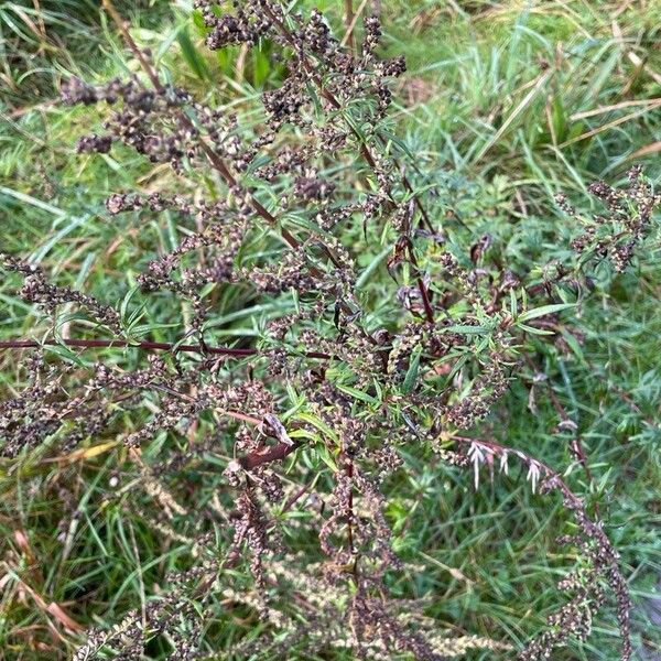 Artemisia vulgaris Hábitos