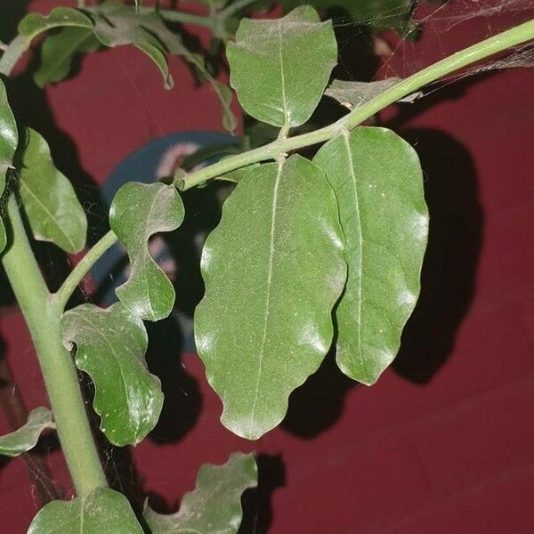 Cryptocarya alba Leaf
