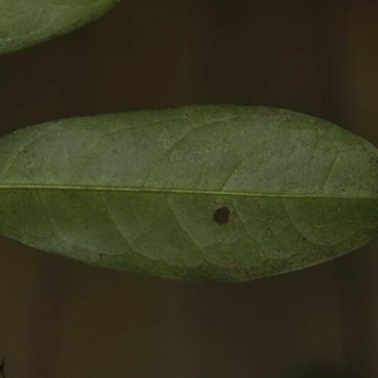 Tapura guianensis Deilen