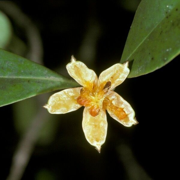 Clusia panapanari Fruit