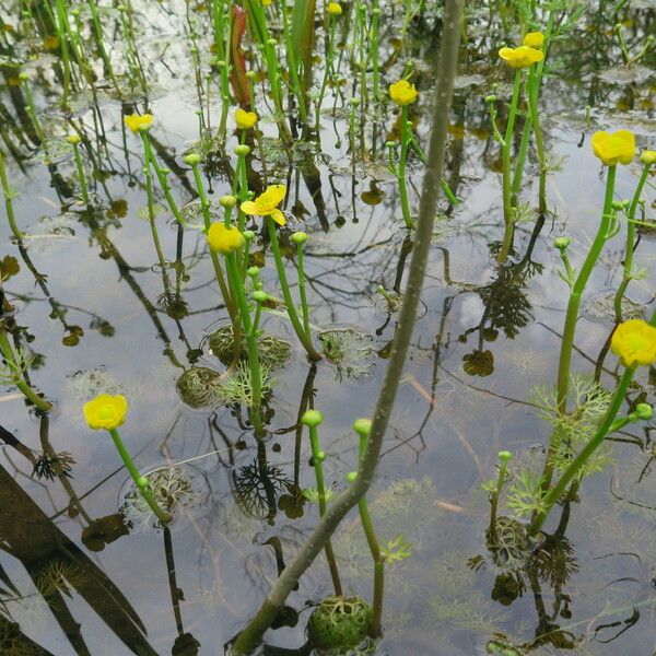 Ranunculus flabellaris عادت