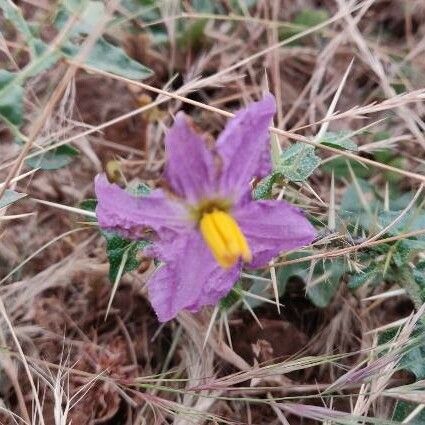 Solanum virginianum Flower