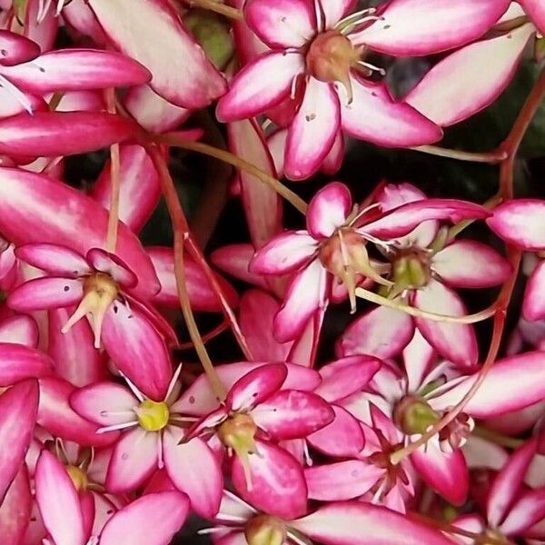 Saxifraga cortusifolia Flower