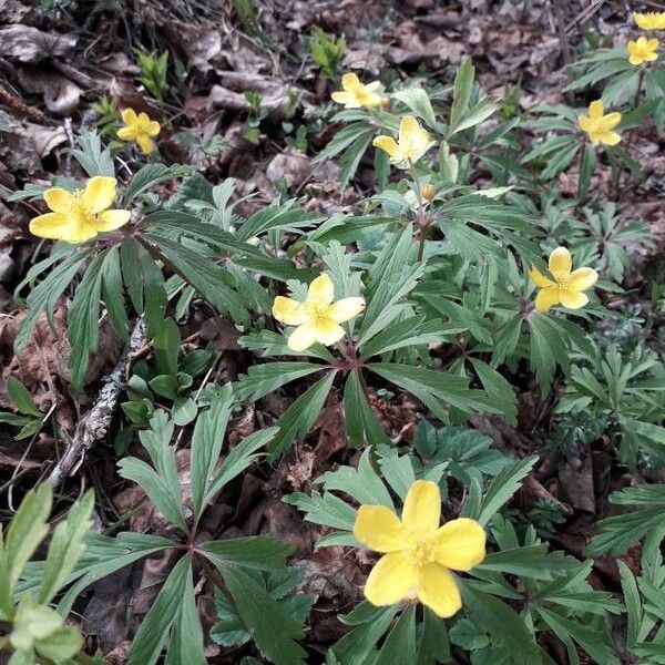 Anemonoides ranunculoides Flor