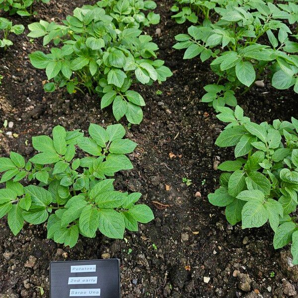 Solanum tuberosum Alkat (teljes növény)