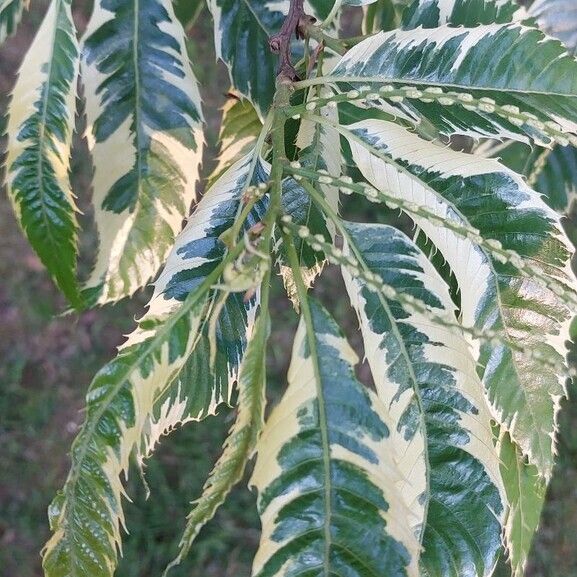 Cornus alba Листок