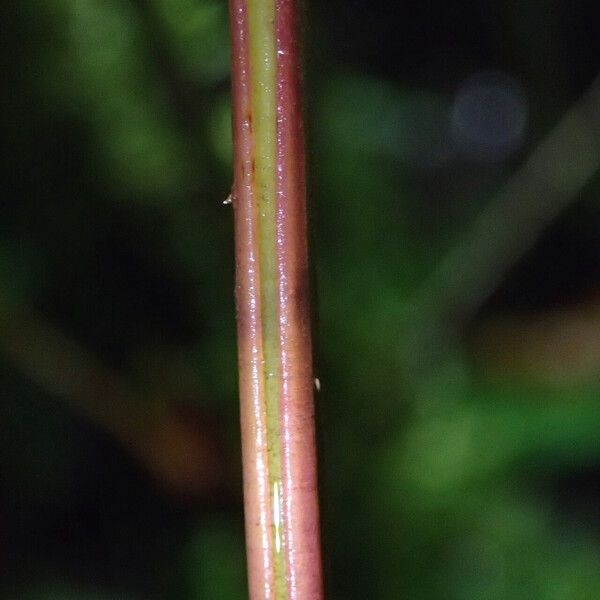 Pteris catoptera Folla