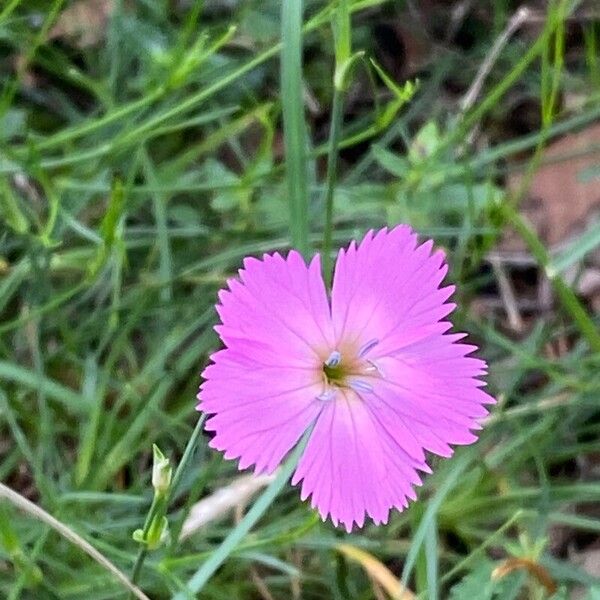 Dianthus sylvestris Fiore