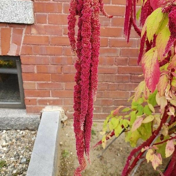 Amaranthus caudatus Blüte