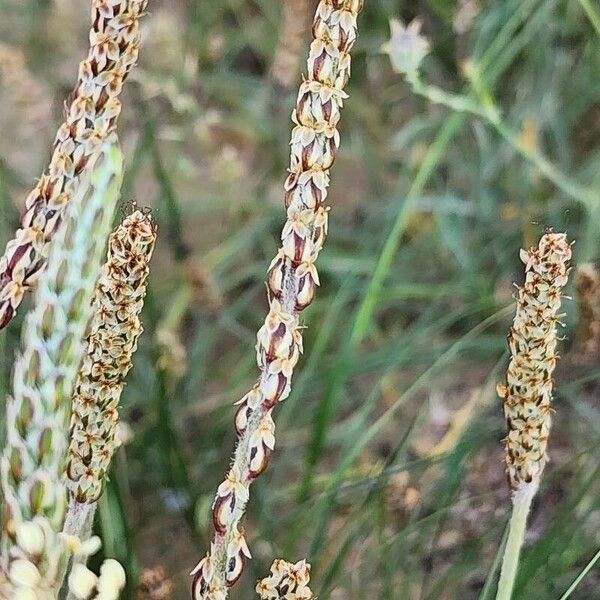 Plantago albicans Frucht