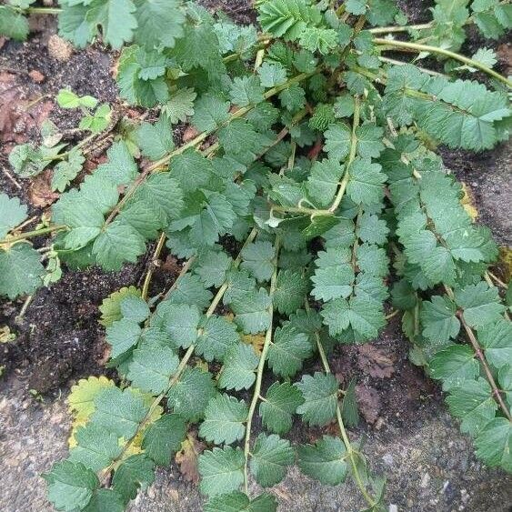 Sanguisorba minor Лист