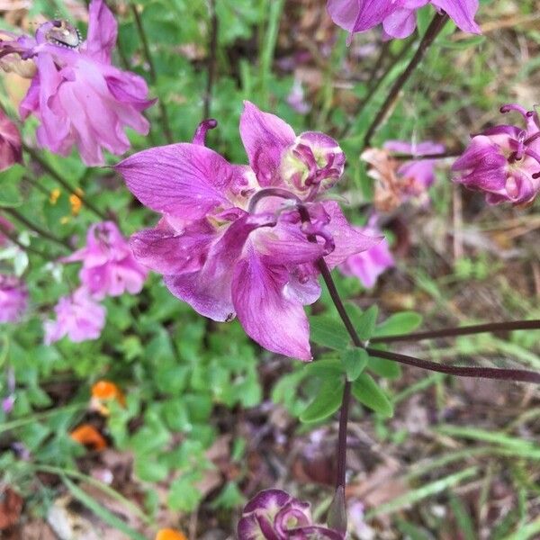 Aquilegia vulgaris Blomma