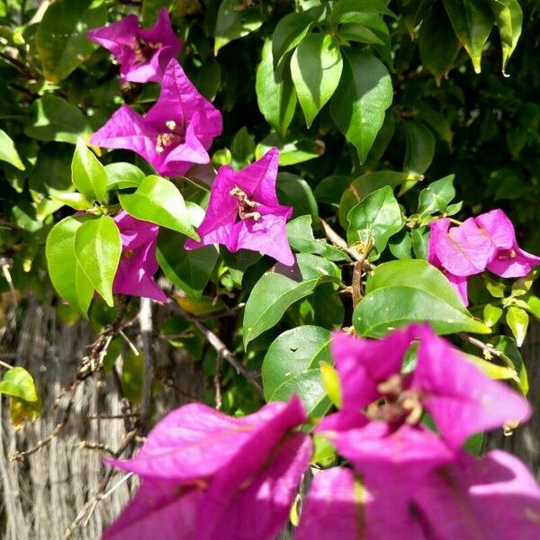 Bougainvillea glabra Цветок